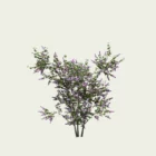 syringa-vulgaris-lilas-commun-oleaceae-lumion-fbx-studio-l4m-vegetation-3D-paysagiste-arbuste