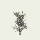 syringa-vulgaris-lilas-commun-oleaceae-lumion-fbx-studio-l4m-vegetation-3D-paysagiste-buisson