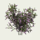 syringa-vulgaris-lilas-commun-oleaceae-lumion-fbx-studio-l4m-vegetation-3D-paysagiste-fleur