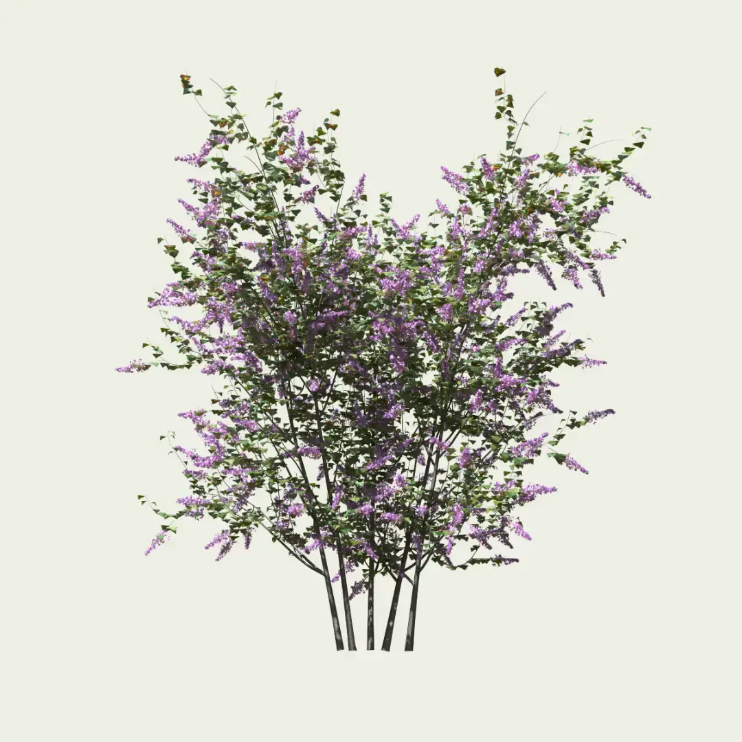 syringa-vulgaris-lilas-commun-oleaceae-lumion-fbx-studio-l4m-vegetation-3D-paysagiste-florifere