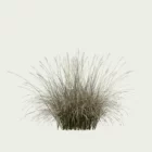 ANDROPOGON-GERARDI-T3-andropogon-geradii-studio-l4m-vegetation-3d-production-visuelle-graminee