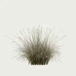 ANDROPOGON-GERARDI-T3-andropogon-geradii-studio-l4m-vegetation-3d-production-visuelle-graminee