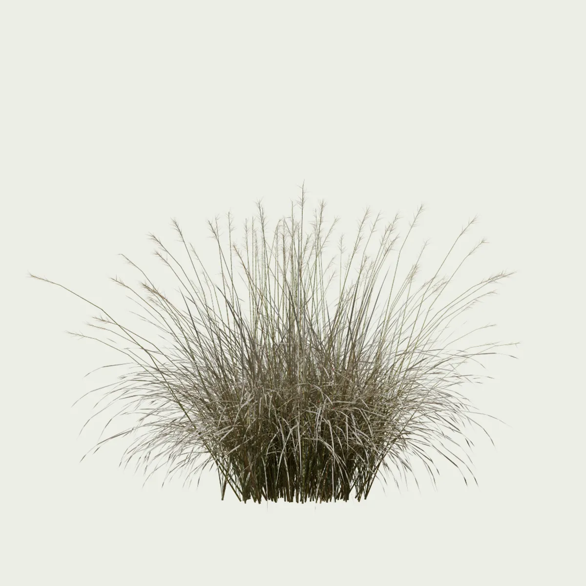 ANDROPOGON-GERARDI-T3-andropogon-geradii-studio-l4m-vegetation-3d-production-visuelle-graminee