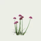 ARMERIA-MARITIMA-T1-gazon-espagne-vegetation-3d-studio-l4m-production-l4m-plante-herbacee