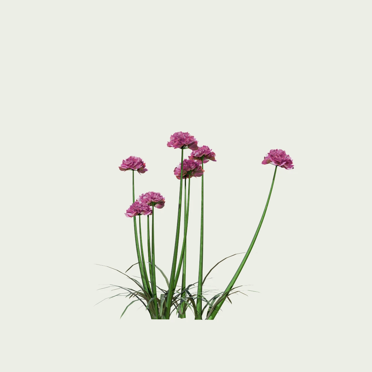 ARMERIA-MARITIMA-T1-gazon-espagne-vegetation-3d-studio-l4m-production-l4m-plante-herbacee