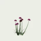 ARMERIA-MARITIMA-T1-gazon-espagne-vegetation-3d-studio-l4m-production-l4m-plante-herbacee