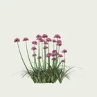 ARMERIA-MARITIMA-T2-gazon-espagne-vegetation-3d-studio-l4m-plante-herbacee
