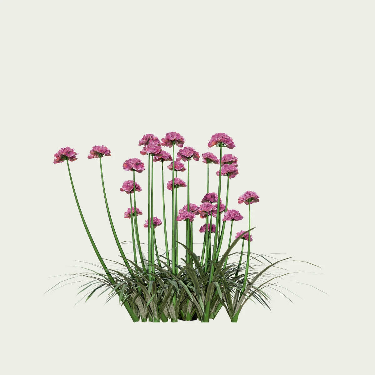 ARMERIA-MARITIMA-T2-gazon-espagne-vegetation-3d-studio-l4m-plante-herbacee