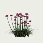 ARMERIA-MARITIMA-T2-gazon-espagne-vegetation-3d-studio-l4m-plante-herbacee