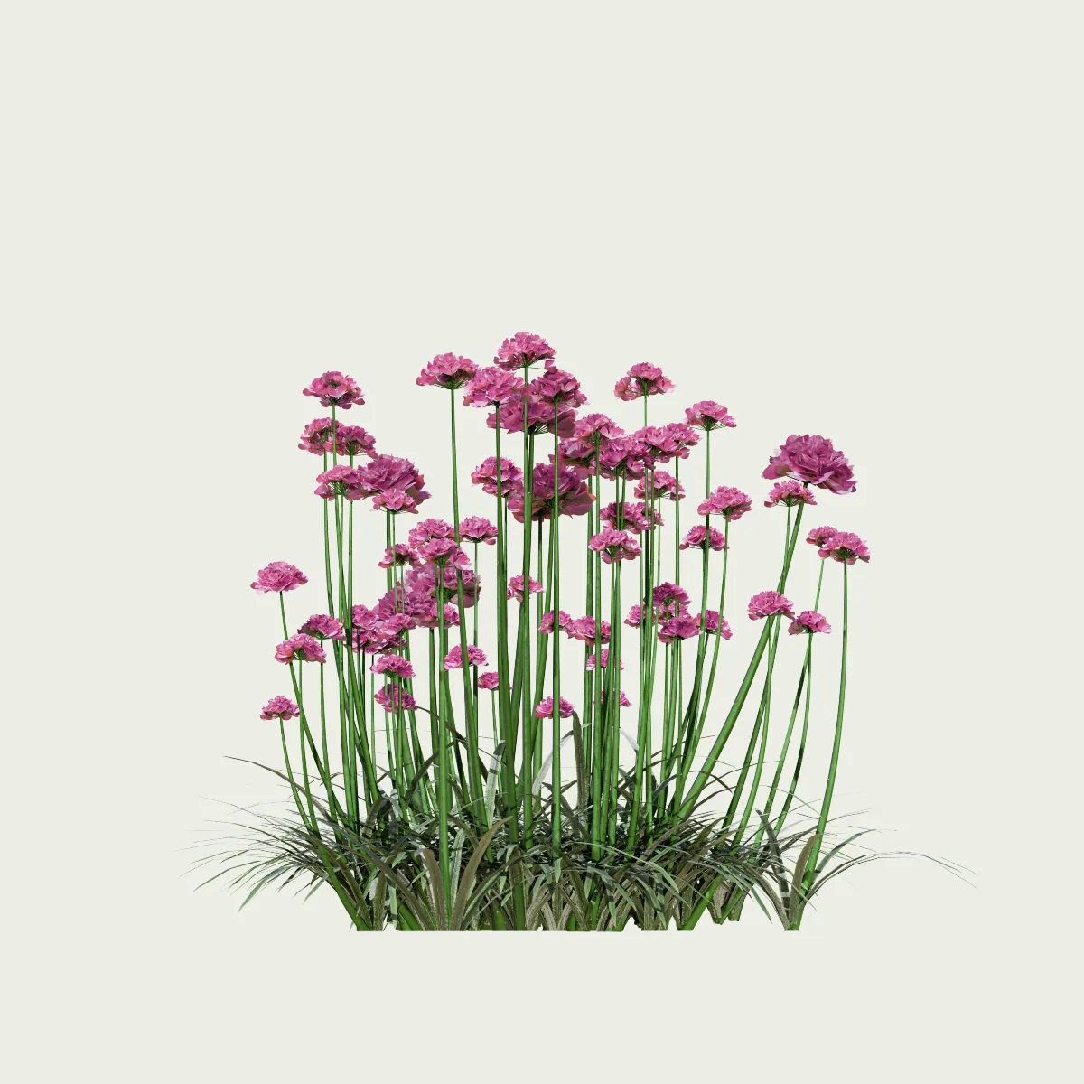 ARMERIA-MARITIMA-T3-gazon-espagne-vegetation-3d-studio-l4m-plante-herbacee