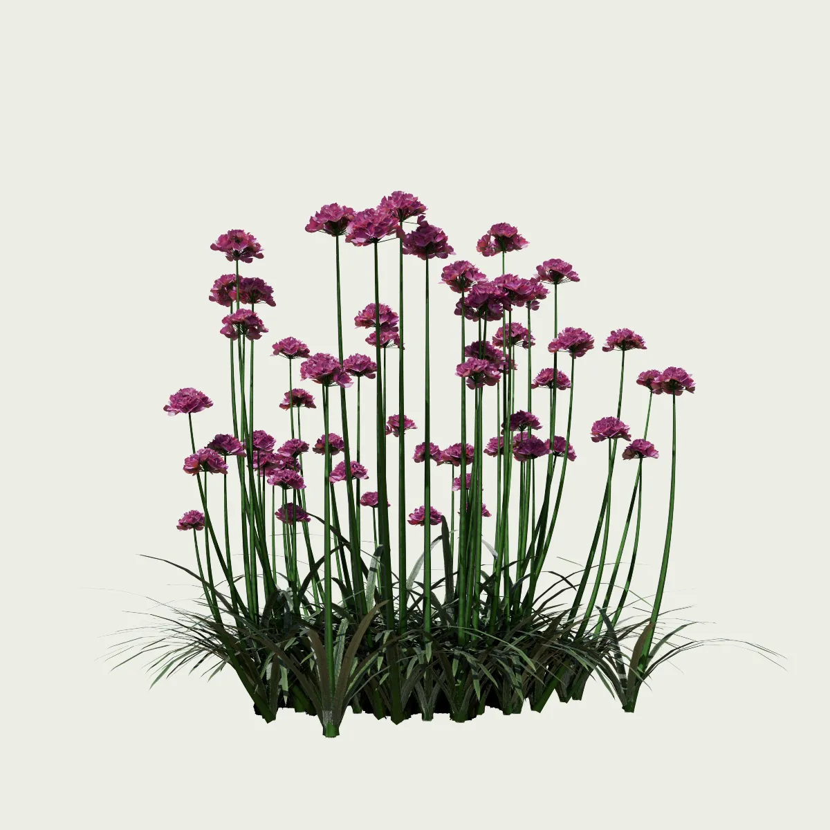 ARMERIA-MARITIMA-T3-gazon-espagne-vegetation-3d-studio-l4m-plante-herbacee