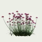 ARMERIA-MARITIMA-T4-gazon-espagne-vegetation-3d-studio-l4m-plante-herbacee