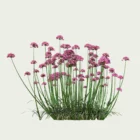 ARMERIA-MARITIMA-T4-gazon-espagne-vegetation-3d-studio-l4m-plante-herbacee