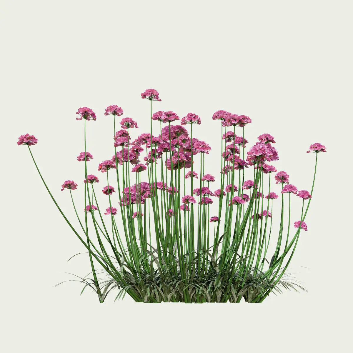 ARMERIA-MARITIMA-T4-gazon-espagne-vegetation-3d-studio-l4m-plante-herbacee ARMERIA-MARITIMA-T4-gazon-espagne-vegetation-3d-studio-l4m-plante-herbacee