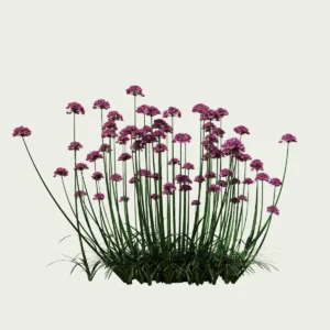 ARMERIA-MARITIMA-T4-gazon-espagne-vegetation-3d-studio-l4m-plante-herbacee