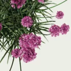 ARMERIA-MARITIMA-focus-gazon-espagne-vegetation-3d-studio-l4m-plante-herbacee-optimized
