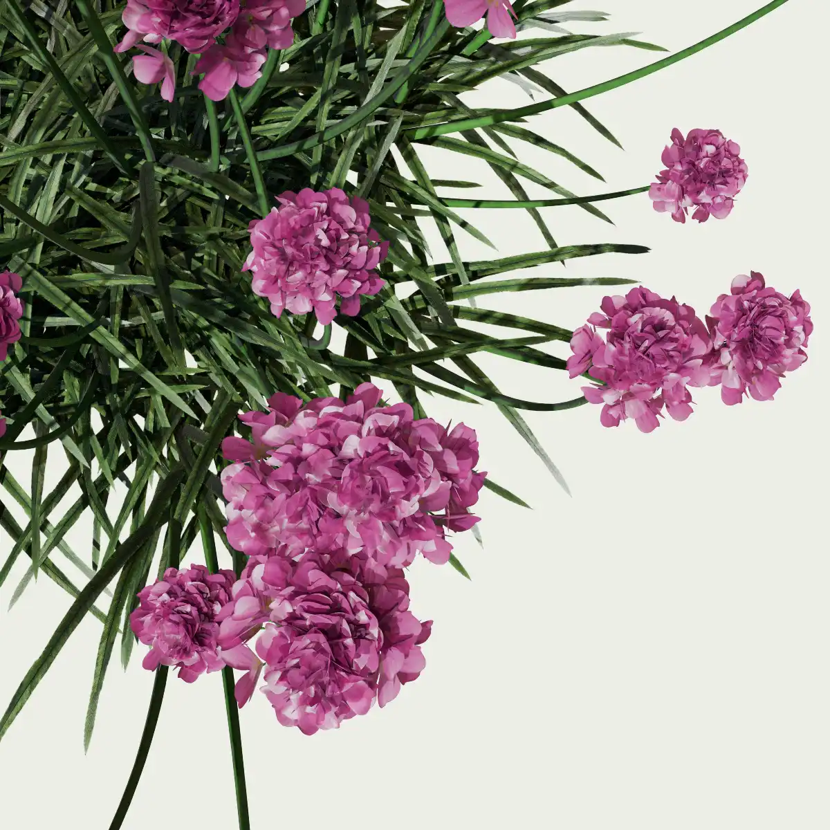 ARMERIA-MARITIMA-focus-gazon-espagne-vegetation-3d-studio-l4m-plante-herbacee-optimized
