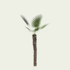 CHAMAEOROPS-HUMILIS-T1-palmier-nain-arbuste-vegetation-3d-studio-l4m-production-visuelle