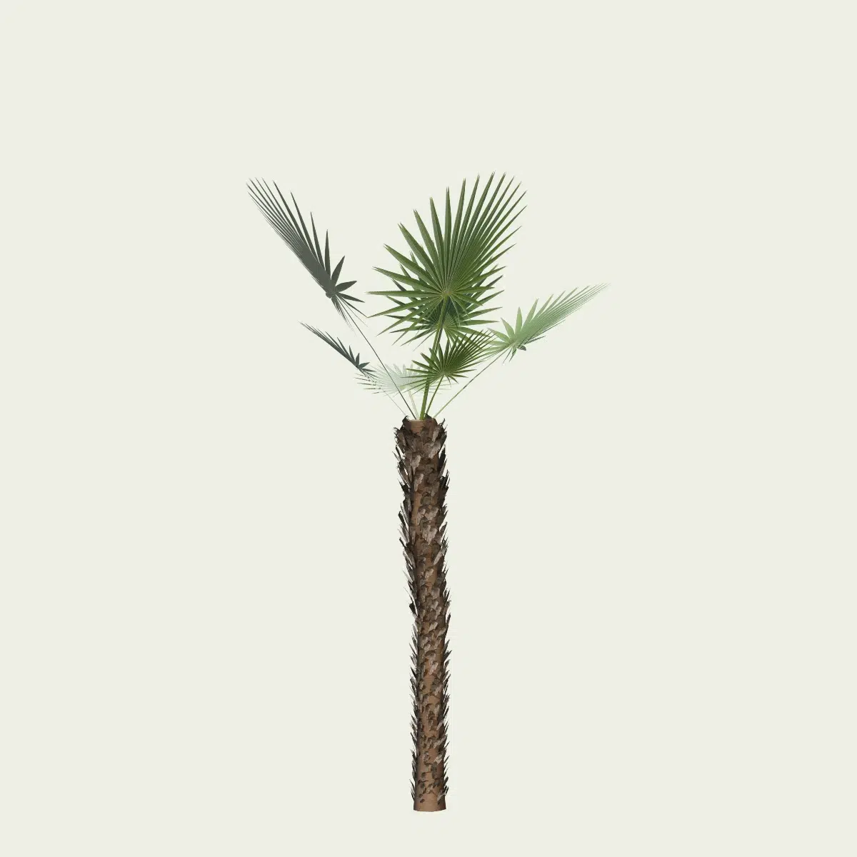CHAMAEOROPS-HUMILIS-T1-palmier-nain-arbuste-vegetation-3d-studio-l4m-production-visuelle