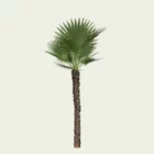 CHAMAEOROPS-HUMILIS-T2-palmier-nain-arbuste-vegetation-3d-studio-l4m-production-visuelle