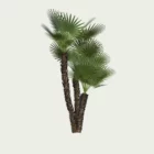 CHAMAEOROPS-HUMILIS-T3-palmier-nain-arbuste-vegetation-3d-studio-l4m-production-visuelle