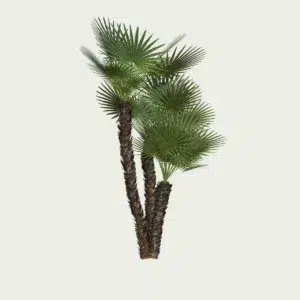 CHAMAEOROPS-HUMILIS-T3-palmier-nain-arbuste-vegetation-3d-studio-l4m-production-visuelle