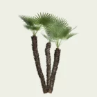 CHAMAEOROPS-HUMILIS-T4-palmier-nain-arbuste-vegetation-3d-studio-l4m-production-visuelle