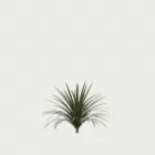 CORDYLINE-AUSTRALIS-T1-cordyline-australis-studio-l4m-production-visuelle-arbre-vegetation-3d