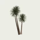 CORDYLINE-AUSTRALIS-T3-cordyline-australis-studio-l4m-production-visuelle-arbre-vegetation-3d