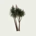 CORDYLINE-AUSTRALIS-T4-cordyline-australis-studio-l4m-production-visuelle-arbre-vegetation-3d