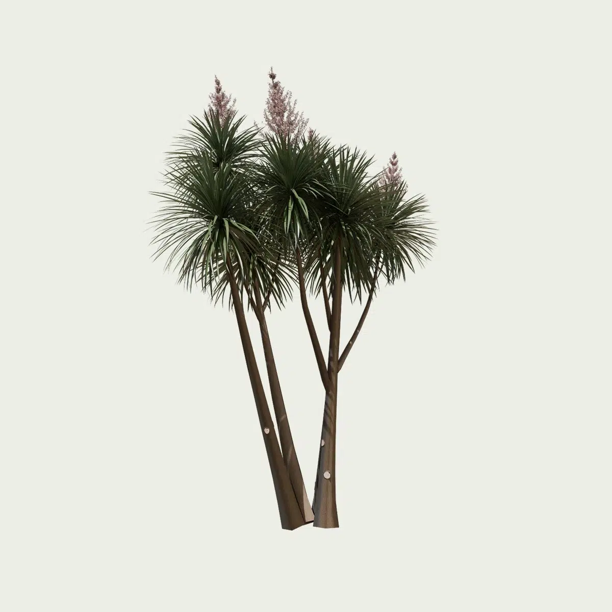 CORDYLINE-AUSTRALIS-T4-cordyline-australis-studio-l4m-production-visuelle-arbre-vegetation-3d