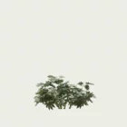 FATSIA-JAPONICA-T1-aralia-du-japon-arbuste-vegetation-3d-studio-l4m-production-visuelle
