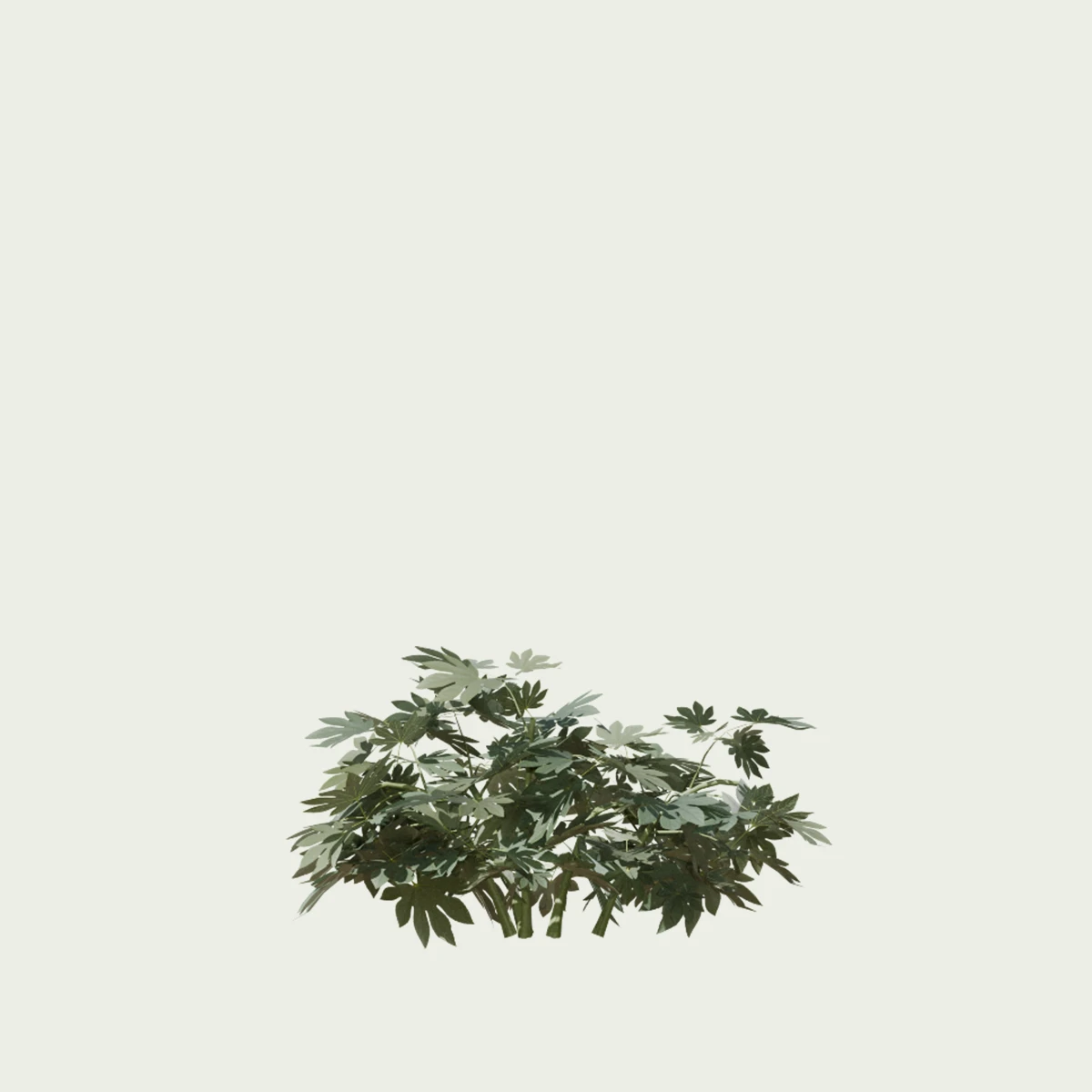 FATSIA-JAPONICA-T1-aralia-du-japon-arbuste-vegetation-3d-studio-l4m-production-visuelle