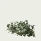 FATSIA-JAPONICA-T2-aralia-du-japon-arbuste-vegetation-3d-studio-l4m-production-visuelle
