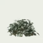 FATSIA-JAPONICA-T3-aralia-du-japon-arbuste-vegetation-3d-studio-l4m-production-visuelle