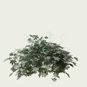 FATSIA-JAPONICA-T4-aralia-du-japon-arbuste-vegetation-3d-studio-l4m-production-visuelle