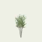 FEIJOA-SELLOWIANA-T1-goyavier-bresil-arbre-vegetation-3d-studio-l4m-production-visuelle
