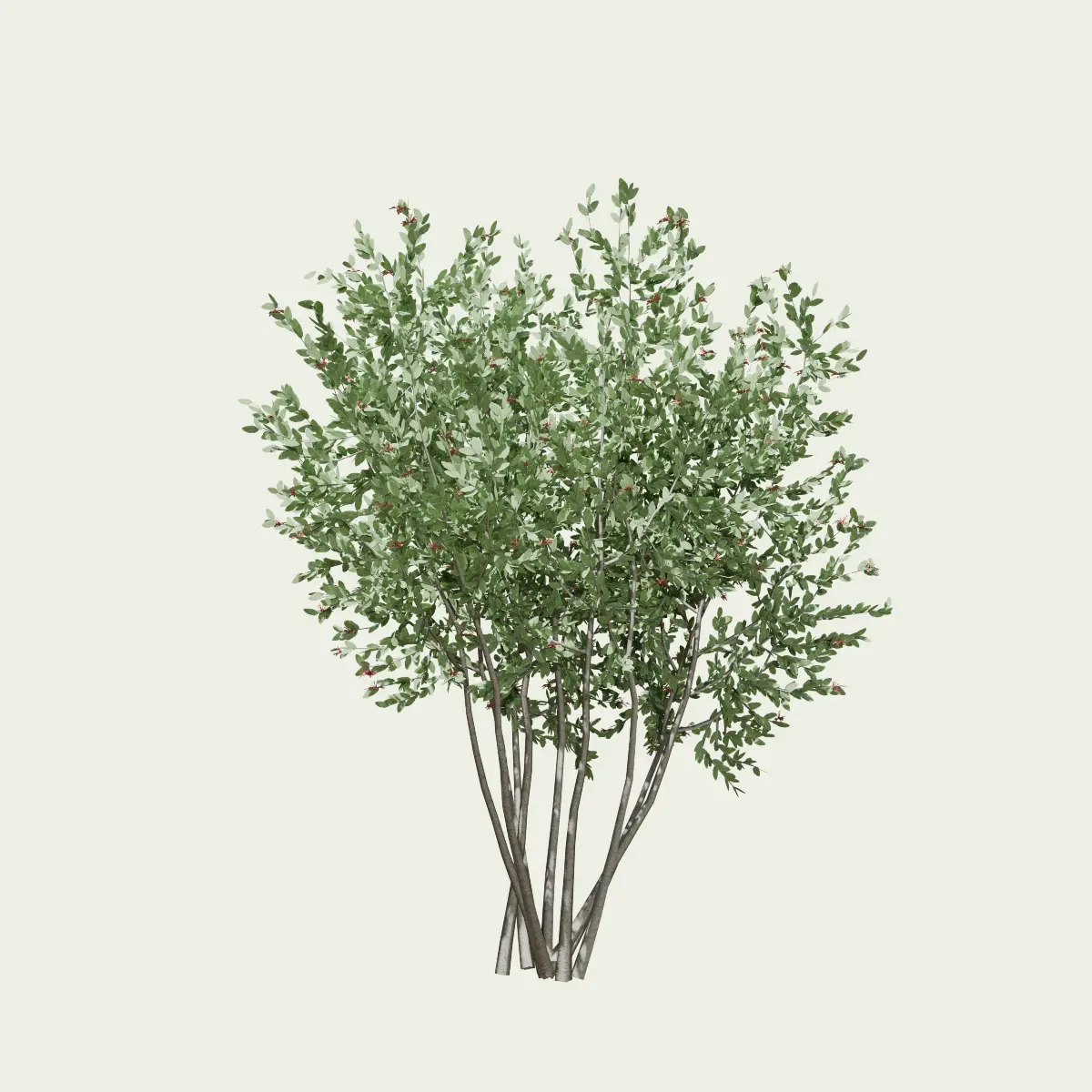 FEIJOA-SELLOWIANA-T2-goyavier-bresil-arbre-vegetation-3d-studio-l4m-production-visuelle
