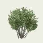 FEIJOA-SELLOWIANA-T3-goyavier-bresil-arbre-vegetation-3d-studio-l4m-production-visuelle