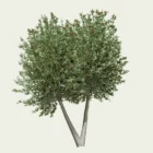 FEIJOA-SELLOWIANA-T4-goyavier-bresil-arbre-vegetation-3d-studio-l4m-production-visuelle