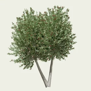 FEIJOA-SELLOWIANA-T4-goyavier-bresil-arbre-vegetation-3d-studio-l4m-production-visuelle