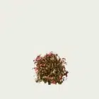 NANDINA DOMESTICA-‘FIRE POWER’- T1-bambou-sacre-arbuste-vegetation-3d-production-visuelle-studio-l4m