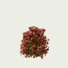 NANDINA DOMESTICA-‘FIRE POWER’- T2-bambou-sacre-arbuste-vegetation-3d-production-visuelle-studio-l4m