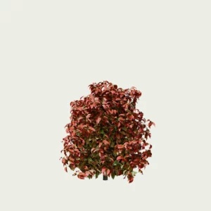 NANDINA DOMESTICA-‘FIRE POWER’- T2-bambou-sacre-arbuste-vegetation-3d-production-visuelle-studio-l4m