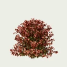 NANDINA DOMESTICA-‘FIRE POWER’- T3-bambou-sacre-arbuste-vegetation-3d-production-visuelle-studio-l4m