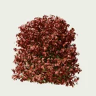 NANDINA DOMESTICA-‘FIRE POWER’- T4-bambou-sacre-arbuste-vegetation-3d-production-visuelle-studio-l4m