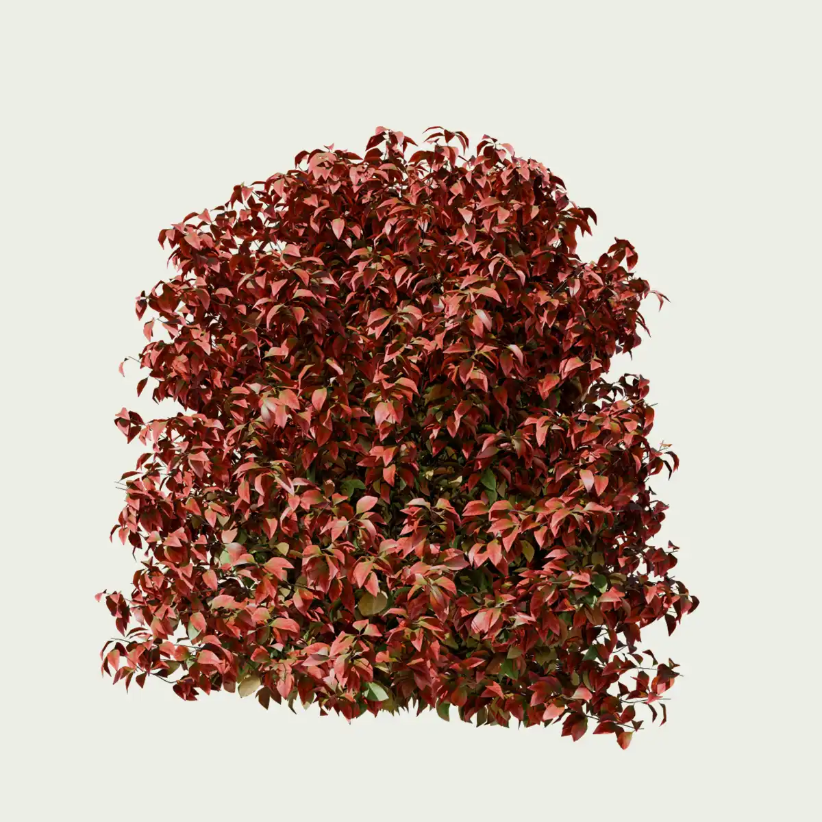 NANDINA DOMESTICA-‘FIRE POWER’- T4-bambou-sacre-arbuste-vegetation-3d-production-visuelle-studio-l4m
