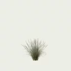 PENNISETUM-HAMELN-T1-herbe-aux-ecouvillons-graminee-studio-l4m-production-visuelle-vegetation-3d