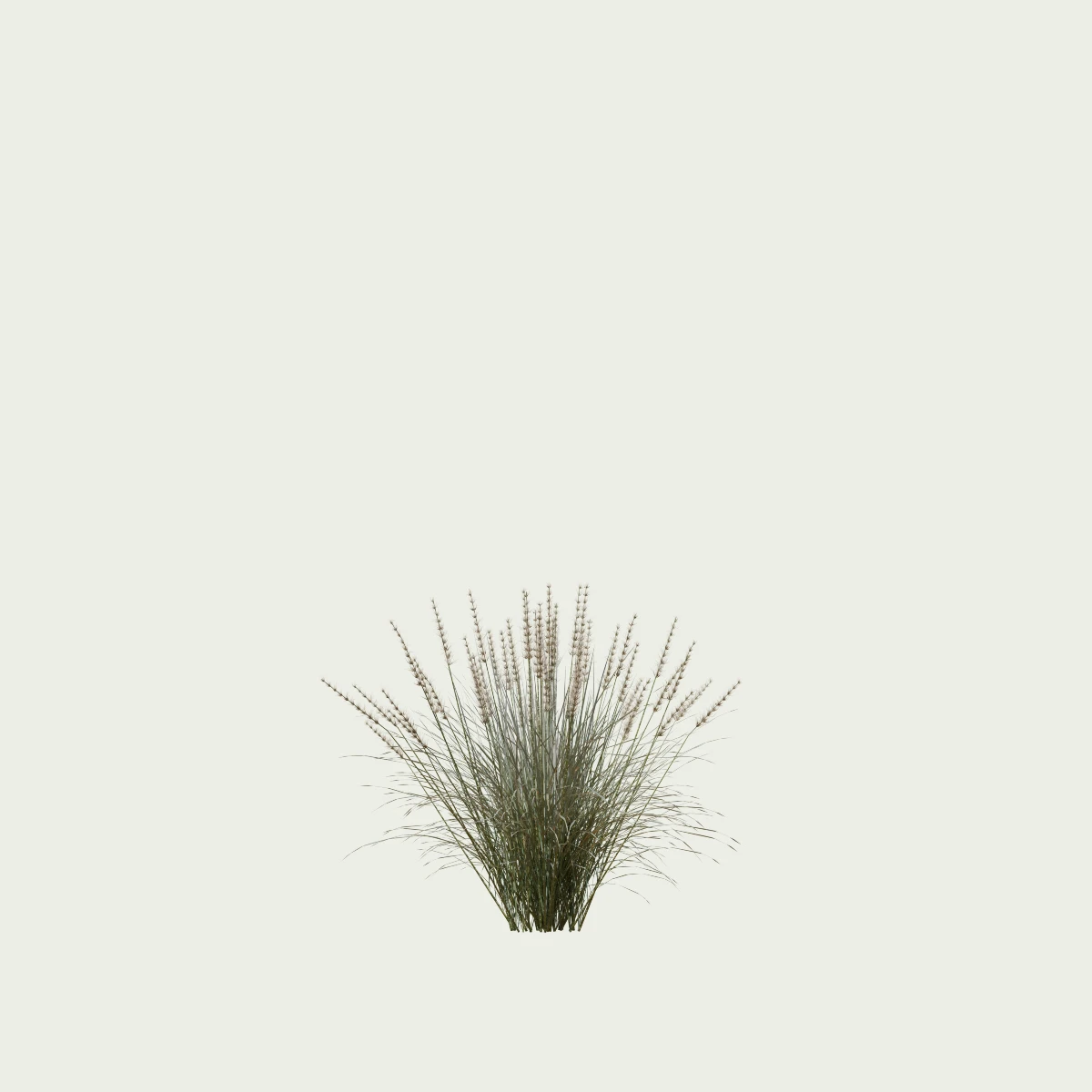 PENNISETUM-HAMELN-T1-herbe-aux-ecouvillons-graminee-studio-l4m-production-visuelle-vegetation-3d