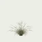PENNISETUM-HAMELN-T2-herbe-aux-ecouvillons-graminee-studio-l4m-production-visuelle-vegetation-3d